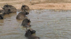 Kazinga-channel-buffaloes0045    