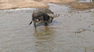 Kazinga-channel-buffalo0057    