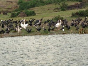 kazinga-channel-birds0350 